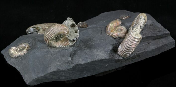 Iridescent Ammonite Fossils Mounted In Shale - x #38219